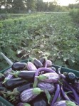 This year the only the traditional dark purple eggplant will be in the shares.